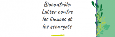 limaces banniere