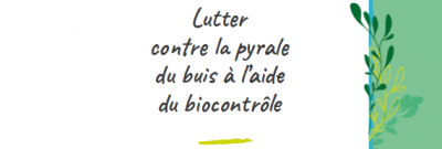 Pyrale banniere
