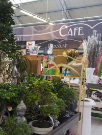 plantes vertes