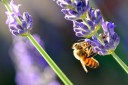 photo abeille