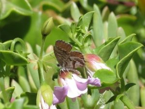 papillon brun du pelargonium