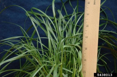 Exemple de variété de gazon: Ray-grass